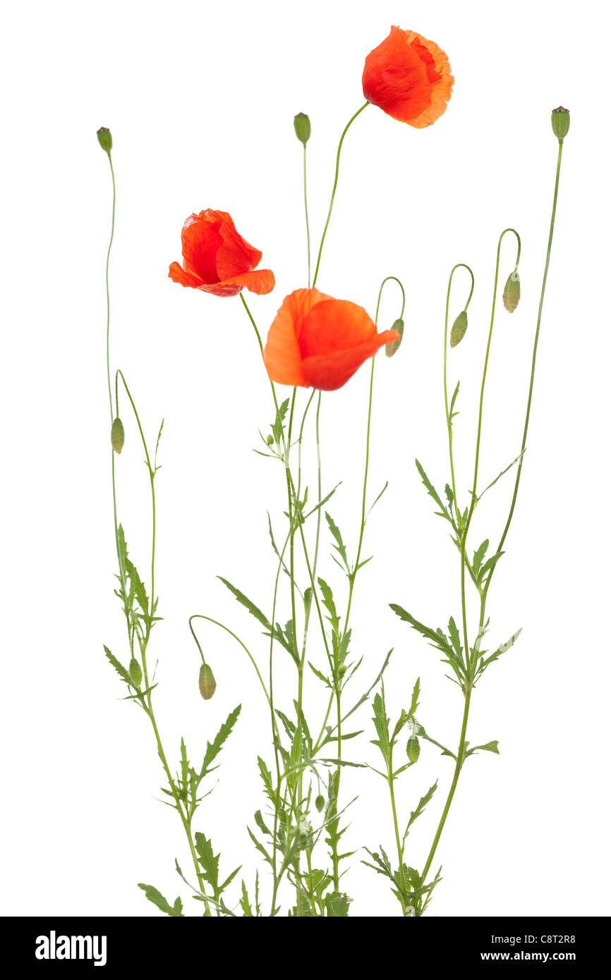 Roter Mohn und Mohn-Kopf auf weißem Hintergrund Stockfoto