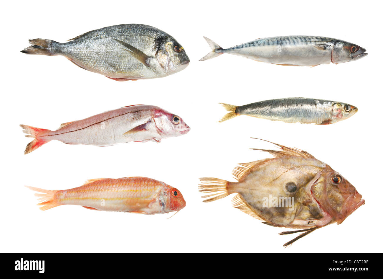 Auswahl an frischen rohen Fisch, Brassen, Schellfisch, Rotbarbe, Makrele, Sardinen und John Dory isoliert gegen weiß Stockfoto