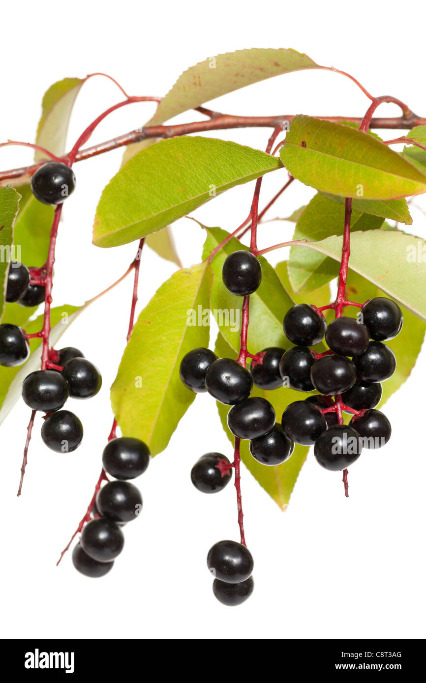 Früchte-Vogel-Kirsche und Blatt auf Ast Stockfoto