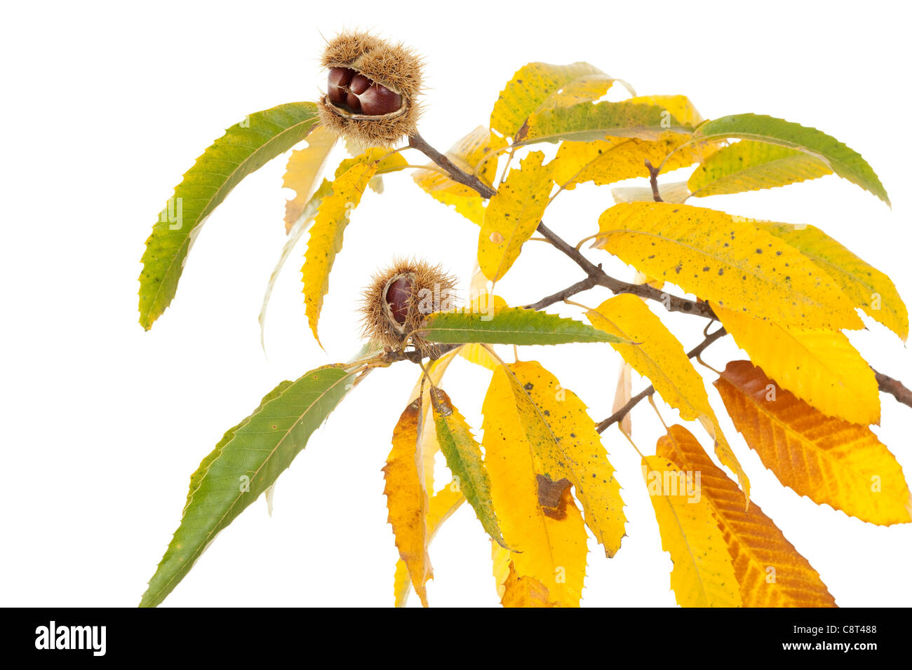 Zweig der Kastanie mit Nuss und gelbe Blätter Stockfoto