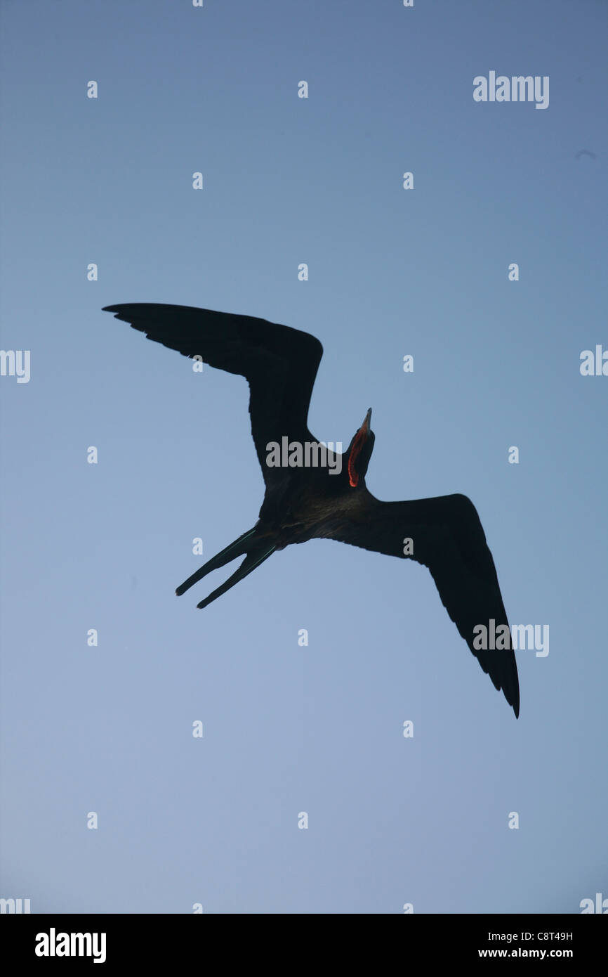 Seevögel in Kolumbien Stockfoto