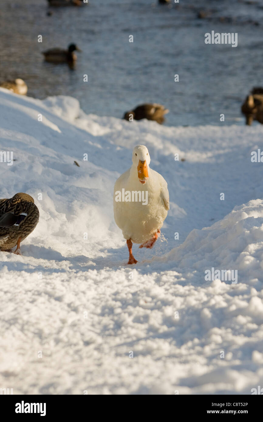 Eine weiße Peking Ente läuft auf einem verschneiten Pfad in Linton North Yorkshire an einem Wintertag Stockfoto