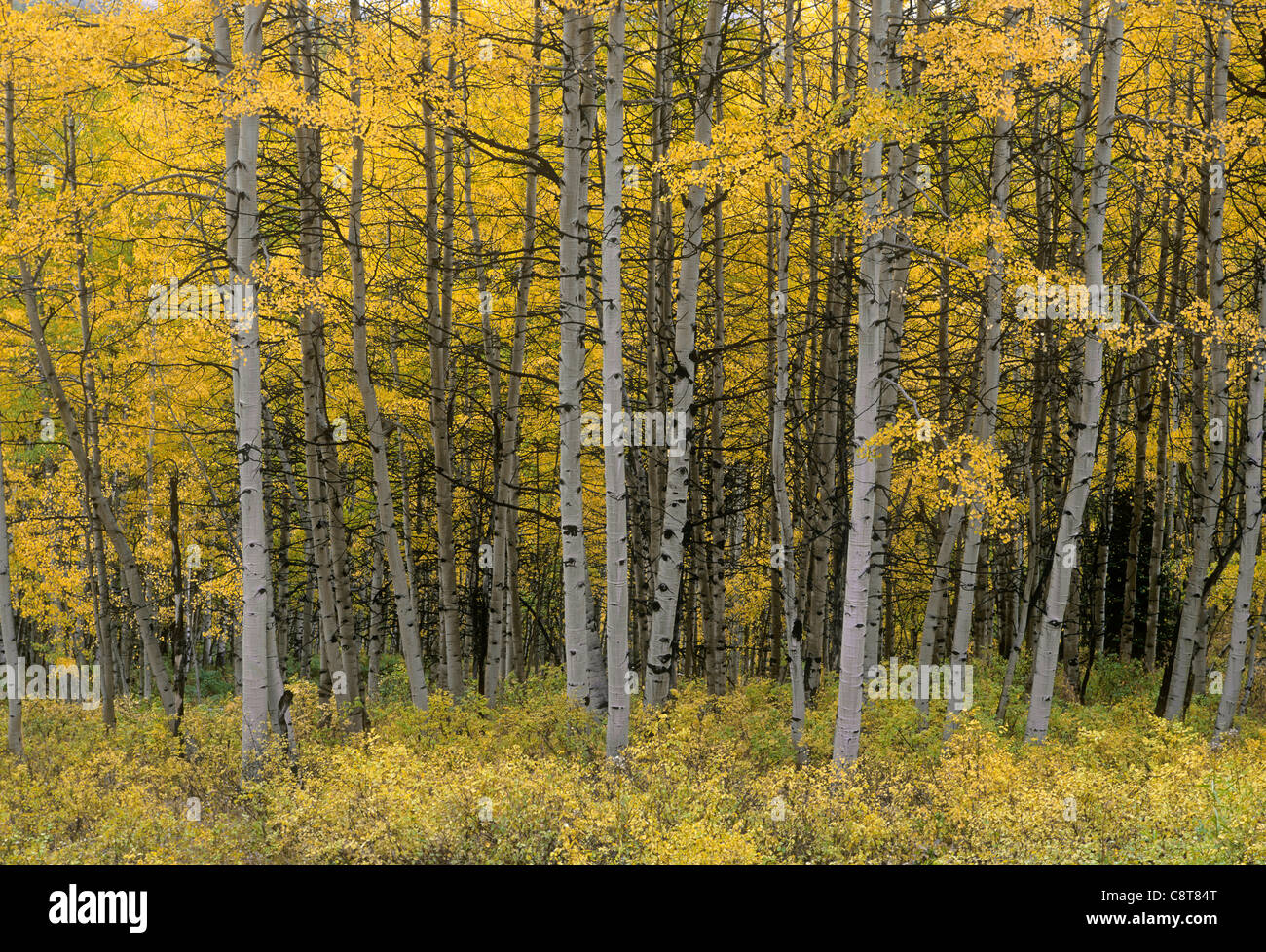 Herbst-farbigen Espe Waldung, in der Nähe von Kebler Pass, West Elk Mountains Gunnison National Forest, Colorado, USA Stockfoto