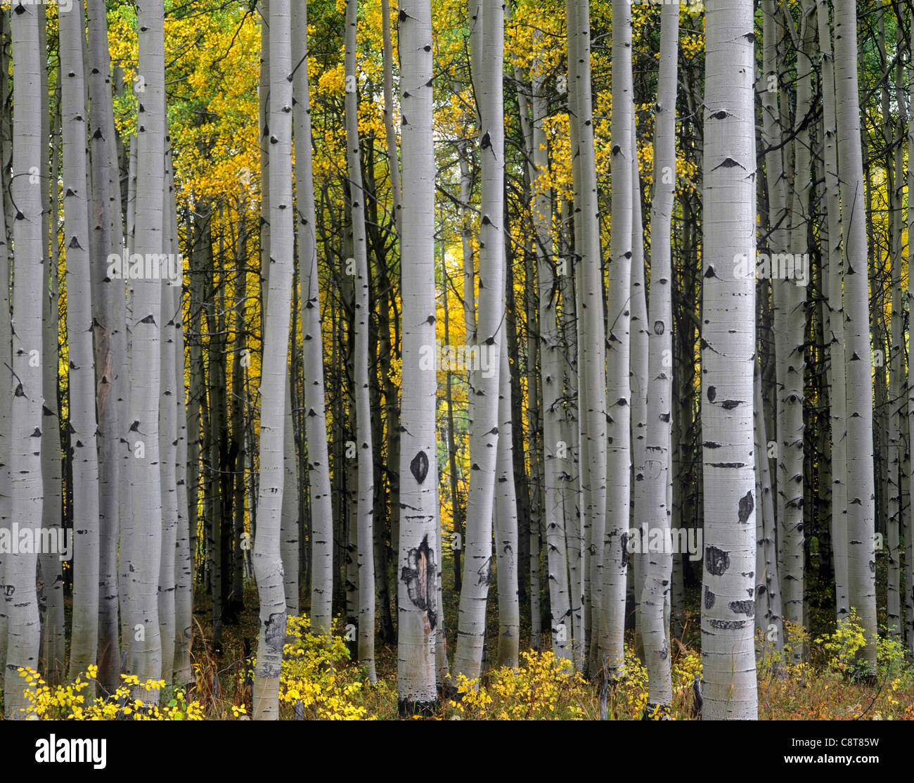 Reifen aspen Grove zeigt Herbstfarben, Gunnison National Forest und West Elk Mountains, Colorado, USA Stockfoto