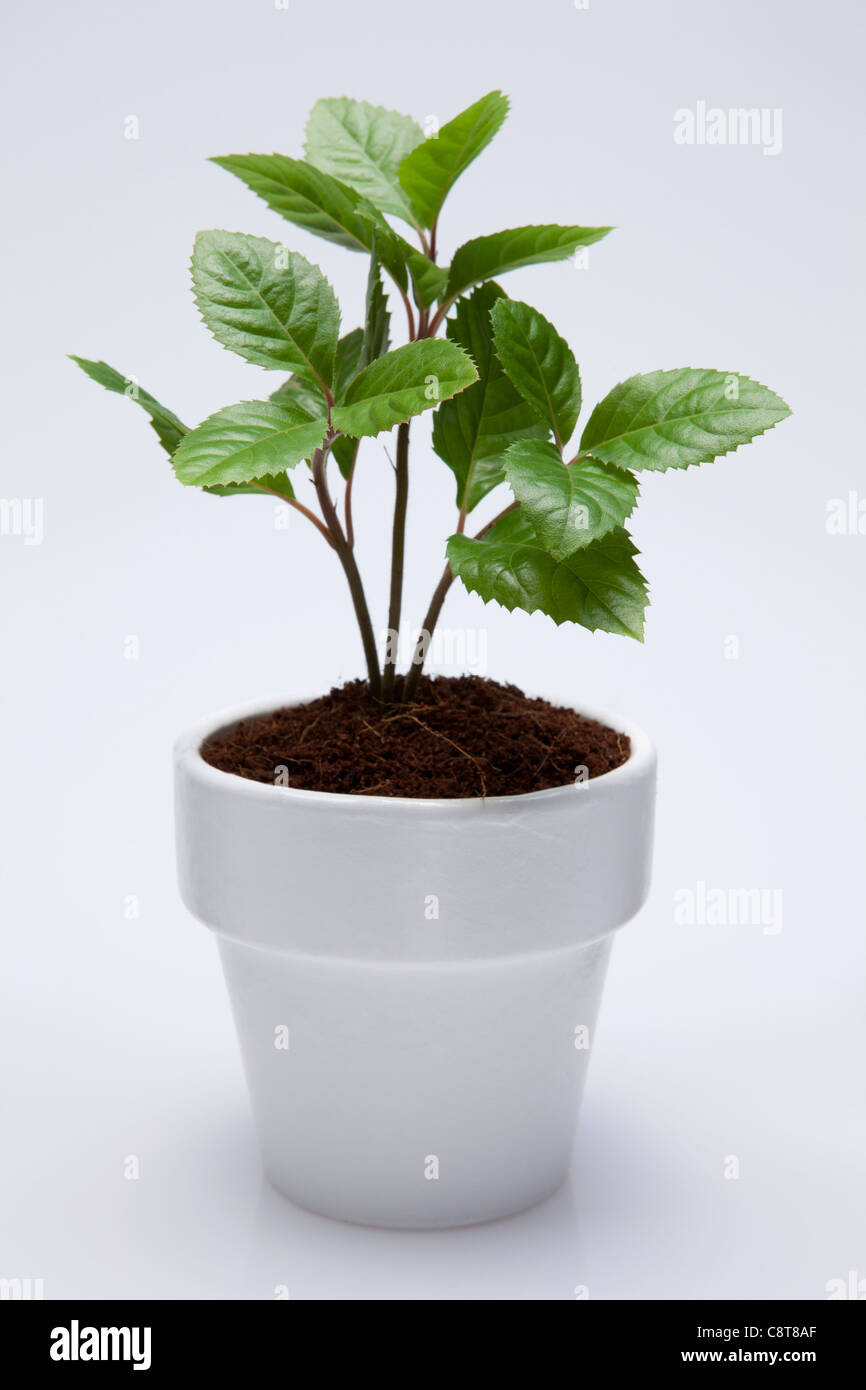 Weiße Topfpflanze mit weißem Hintergrund Stockfoto