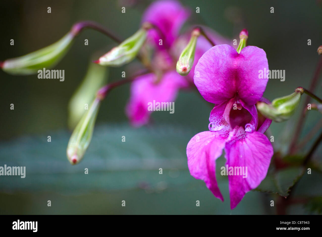 Drüsige Springkraut (Impatiens Glandulifera) mit Blüte und Samen Hülsen. Stockfoto