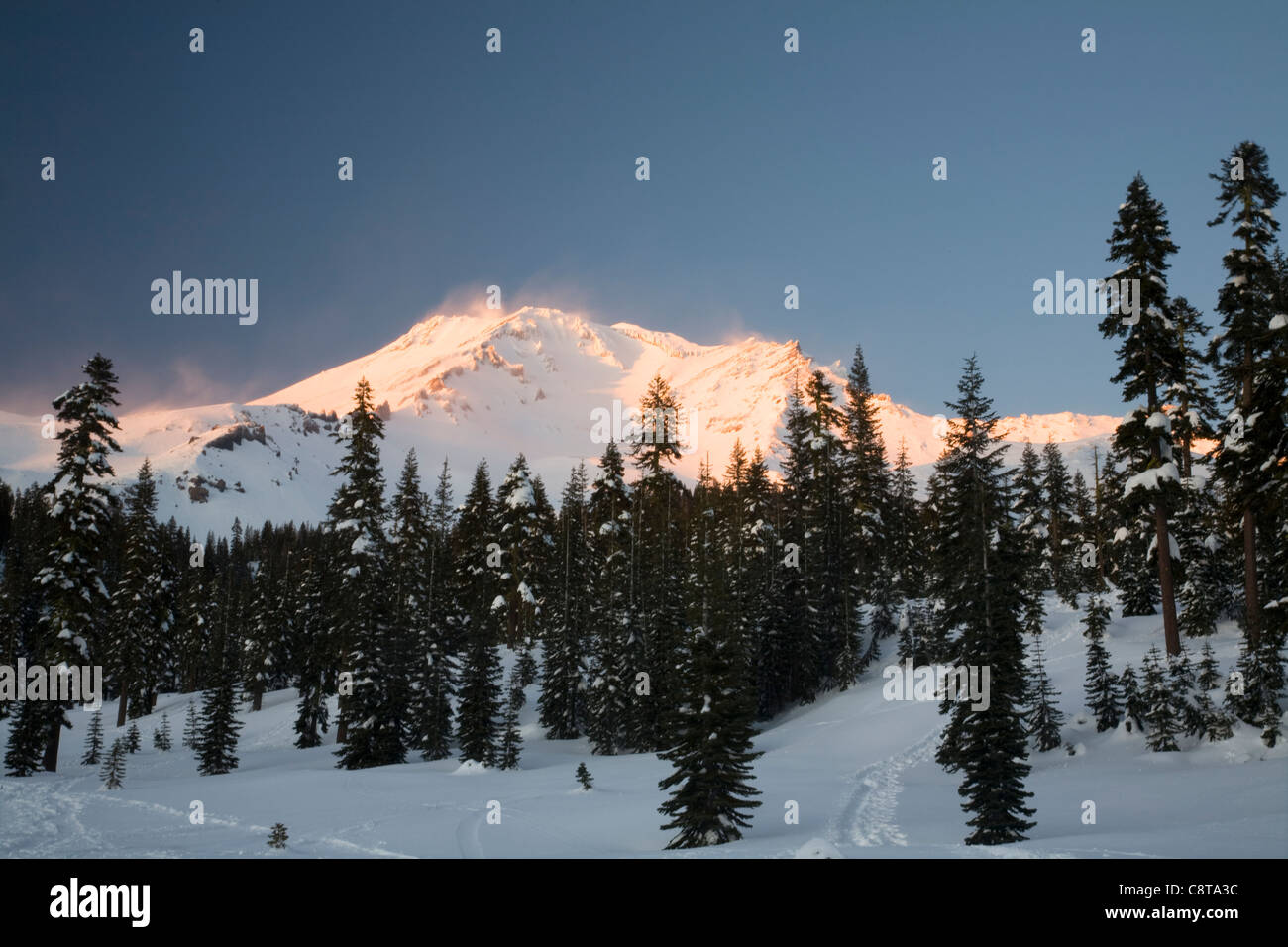 Kalifornien - Alpin Glühen am Mount Shasta aus dem Bunny Wohnungen Cross Country Ski-Gebiet in der Shasta-Dreiheit National Forest. Stockfoto