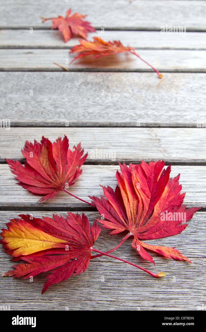 Herbst Ahornblätter japanische auf Holzbank Hintergrund Stockfoto