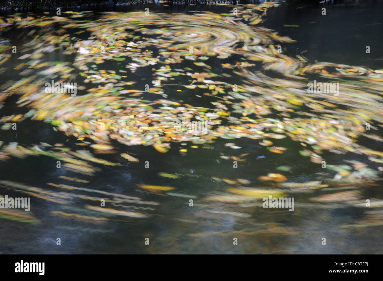 Herbstblätter im Wasser drehen Stockfoto