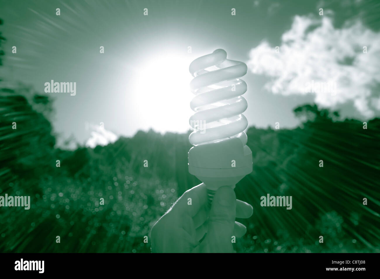 Green Energy-Konzept mit Energiesparlampe Stockfoto