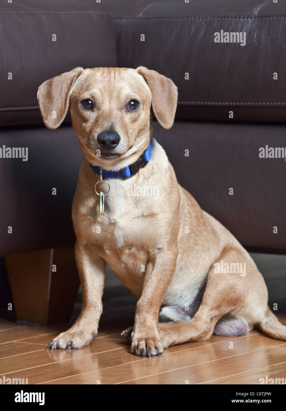 Eine braune Dackel Mix Hund auf Hartholz-Fußböden vor einem braunen Couch im Wohnzimmer sitzen Stockfoto