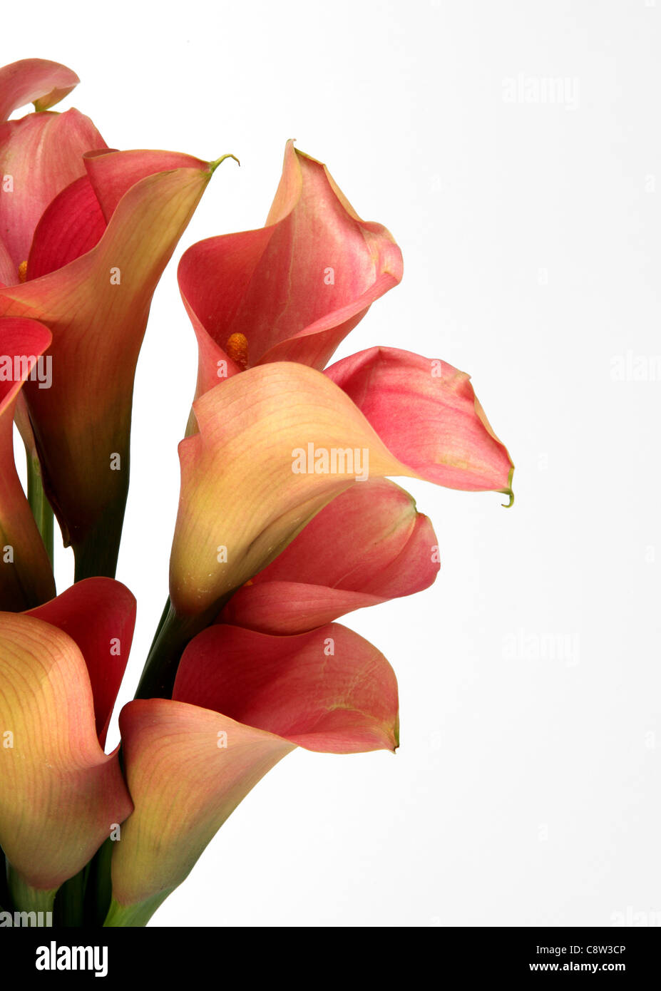 Eine Nahaufnahme von einem bunten Blumenstrauß. Rosa Calla-Lilien Stockfoto