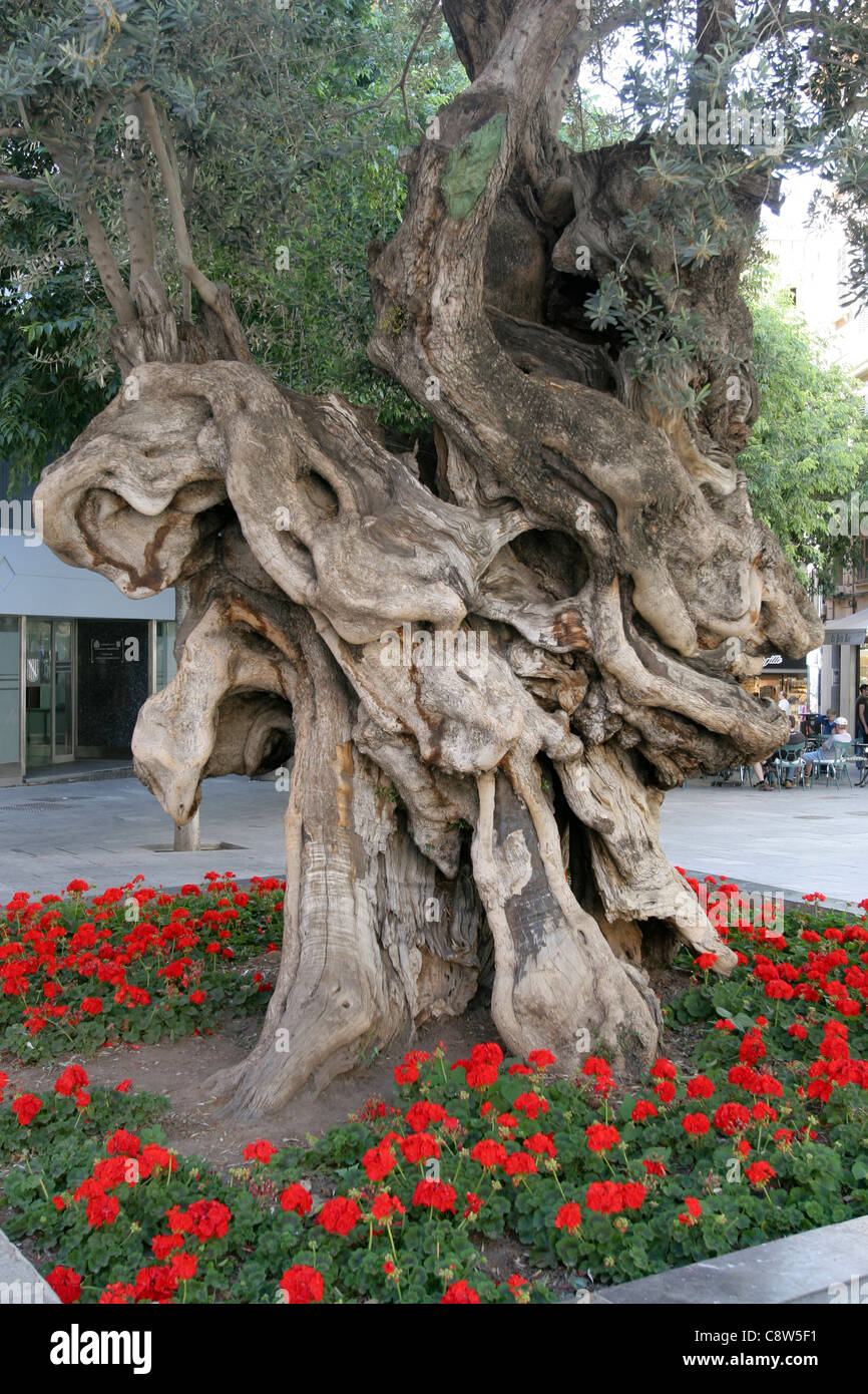 Alter olivenbaum in palma de mallorca -Fotos und -Bildmaterial in hoher  Auflsung  Alamy