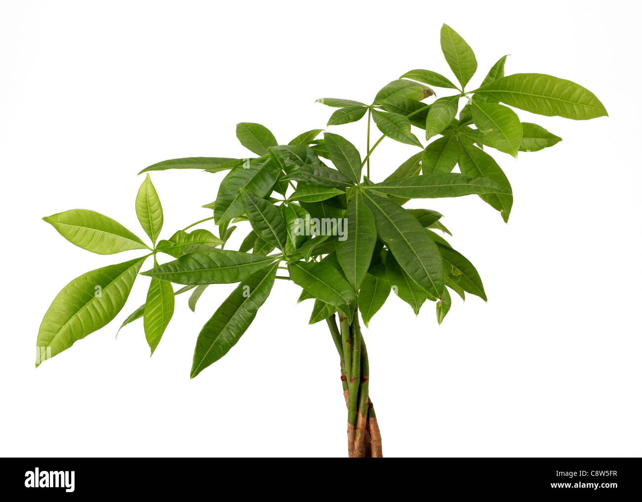 Oben eine grüne Zimmerpflanze. Stockfoto