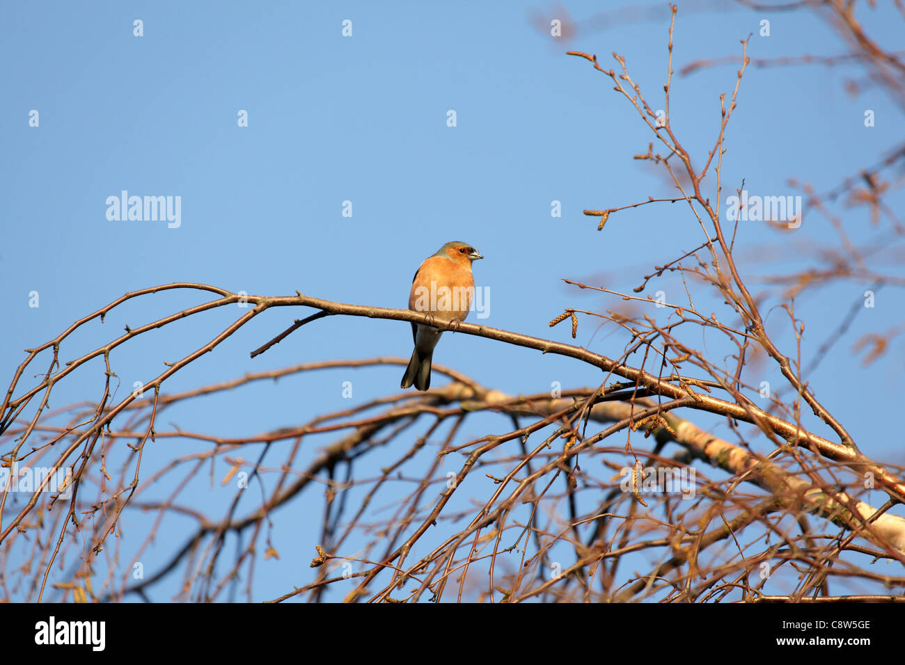 Buchfink saß auf einem Ast in der warmen Abend Sonne Stockfoto
