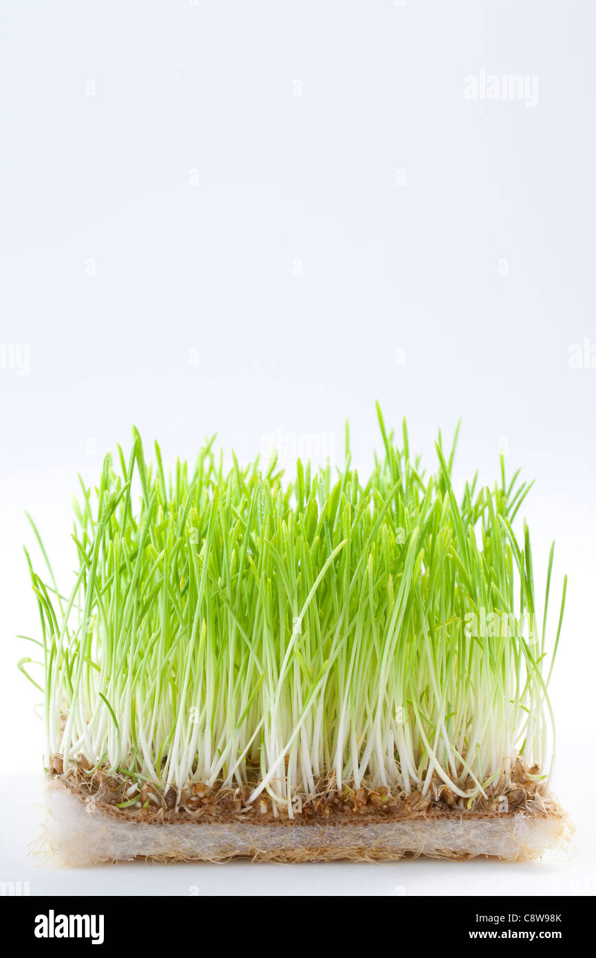 Bio Gemüse Stockfoto