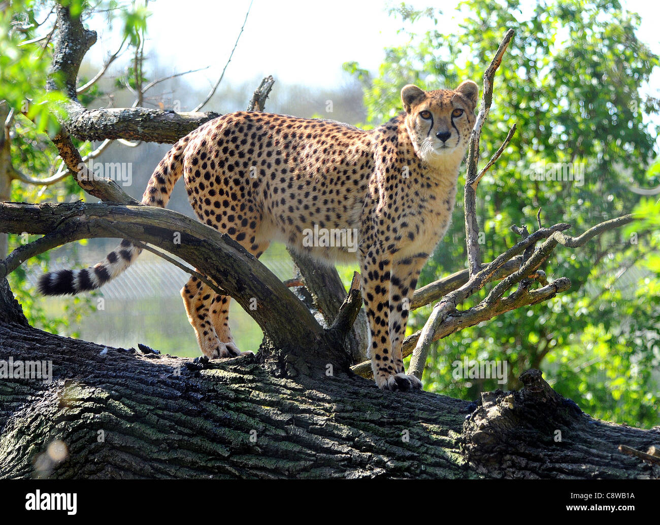 GEPARD, MARWELL WILDLIFE ZOO, WINCHESTER, HANTS Stockfotografie Alamy
