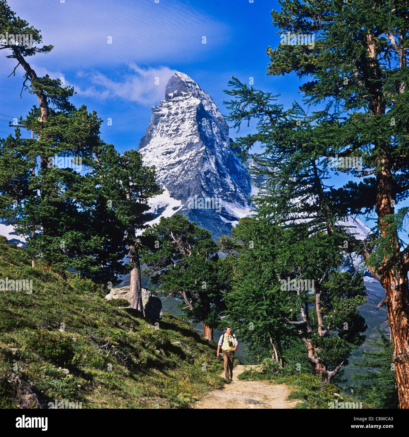 Wanderer auf Trail mit Arolla Pinien und Matterhorn Zermatt Wallis Schweiz Stockfoto