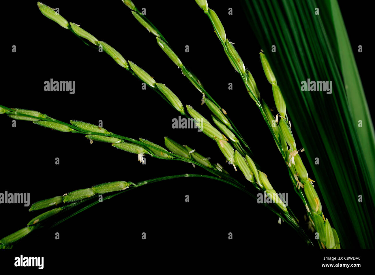 Nahaufnahme der grünen Paddy Reis auf Hintergrund Stockfoto