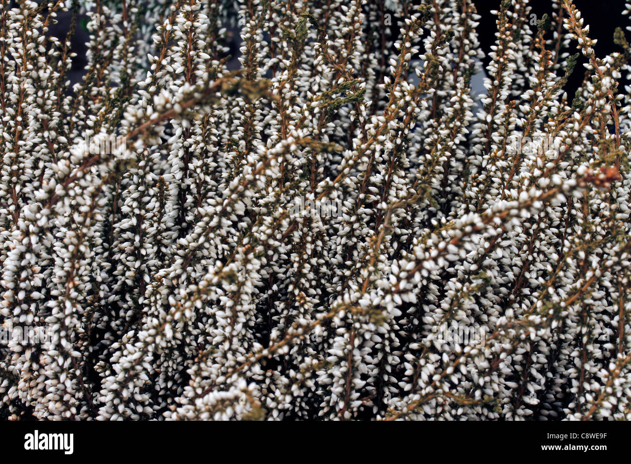 Calluna Vulgaris - Amethyst - gemeinsame heather Stockfoto