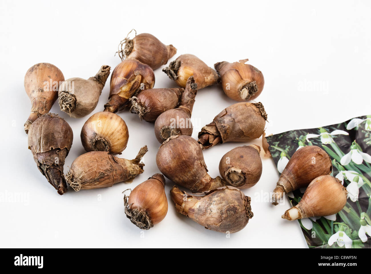 Galanthus-Schneeglöckchen-Zwiebeln Stockfoto