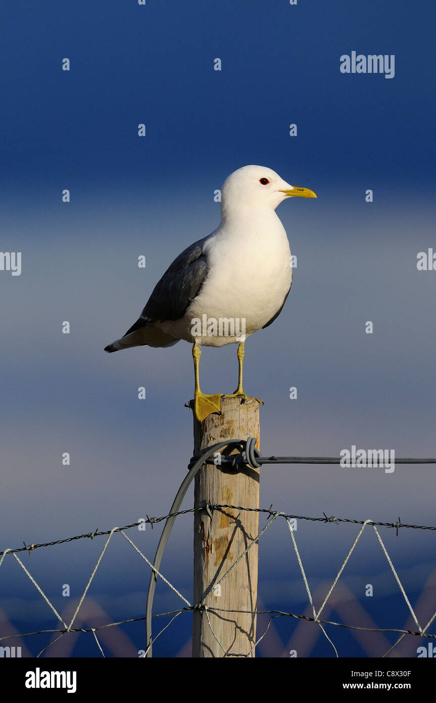 Gemeinsamen Gull (Larus Canus) gehockt Zaunpfahl, Varanger, Norwegen Stockfoto