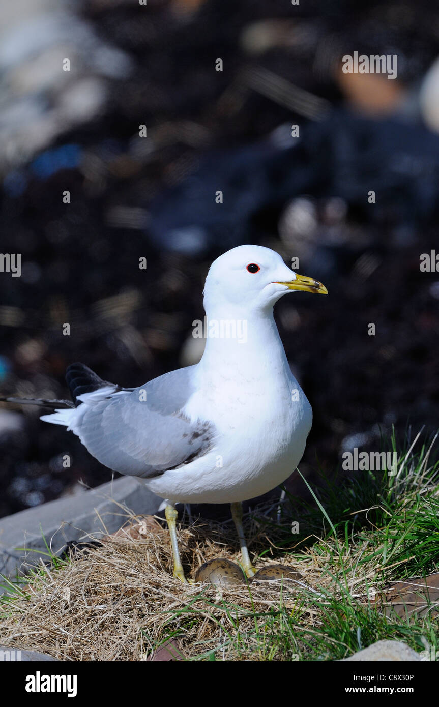 Gemeinsamen Gull (Larus Canus) belief sich auf Nest mit zwei Eiern, Varanger, Norwegen Stockfoto