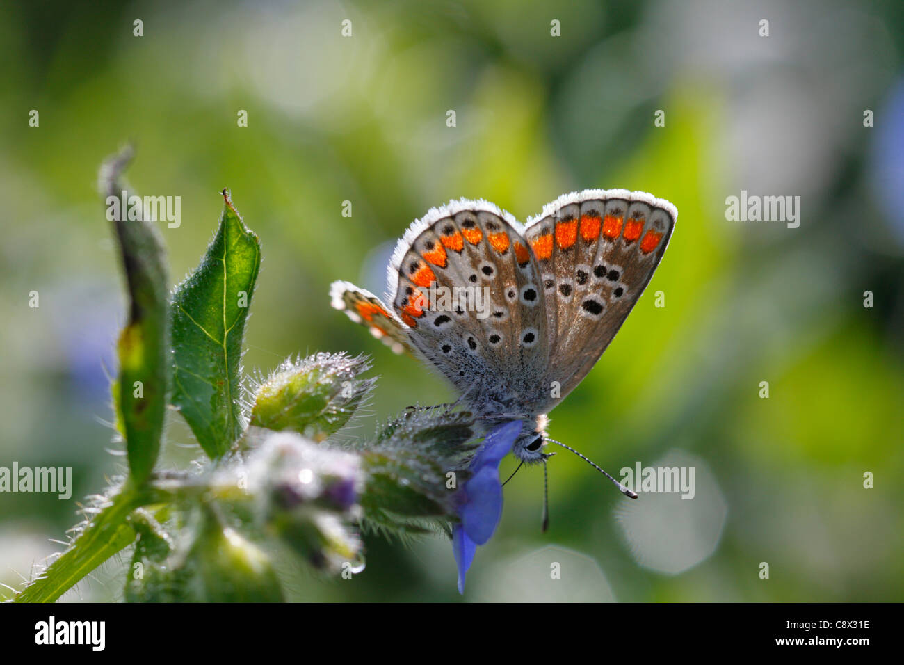 Brown Argus Schmetterling (Aricia Agestis) Fütterung auf grün Alkanet (Pentaglottis Sempervirens). Bretagne, Frankreich. Mai. Stockfoto