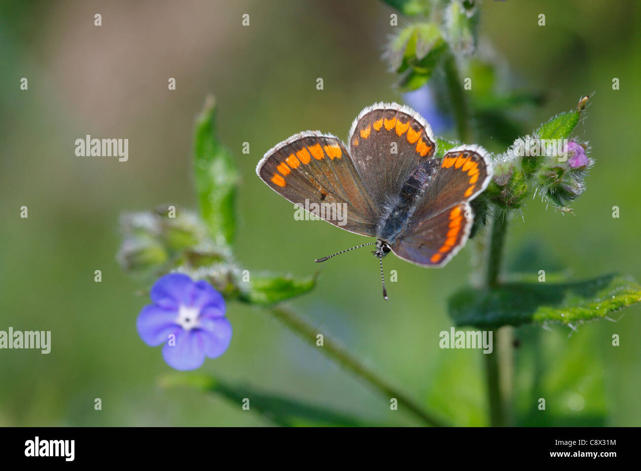 Brown Argus Schmetterling (Aricia Agestis) Fütterung auf grün Alkanet (Pentaglottis Sempervirens). Bretagne, Frankreich. Mai. Stockfoto