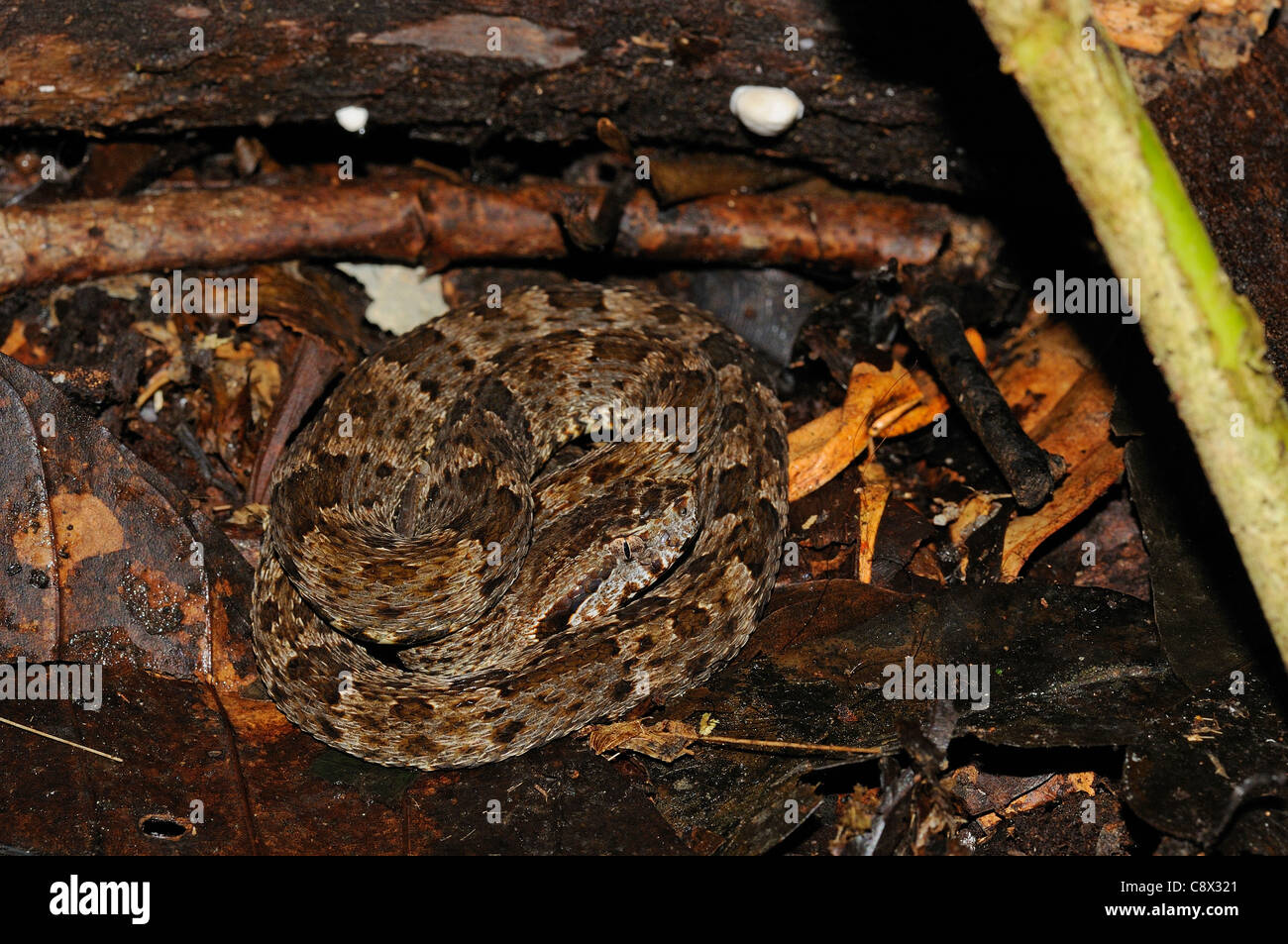 Fer de Lance Schlange (Bothrops Asper) junge Schlange zusammengerollt auf Waldboden unter Laubstreu, Yasuni-Nationalpark in Ecuador Stockfoto