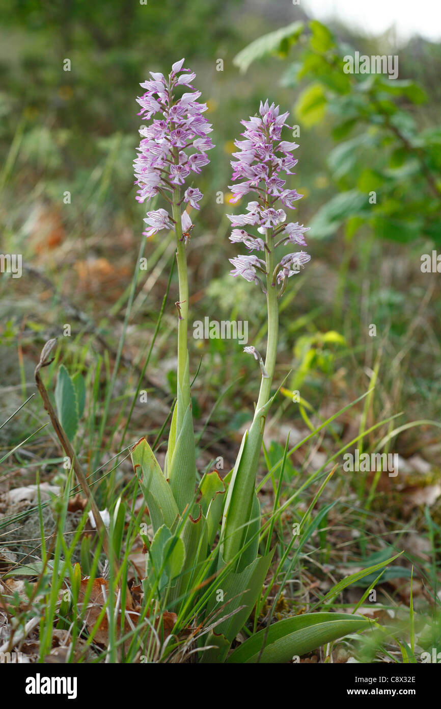 Militärische Orchideen (Orchis Militaris) blühen. Auf dem Causse de Gramat, viel Region, Frankreich. Mai. Stockfoto