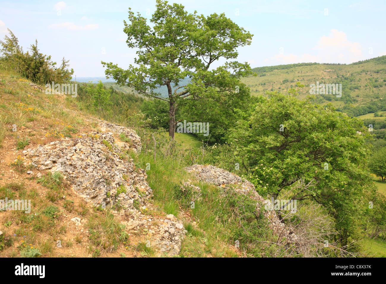 Lebensraum in den Ausläufern der französischen Pyrenäen, Hügel aus kalkhaltigem Sandstein begrenzt durch Schichten von harten Konglomerat. Stockfoto