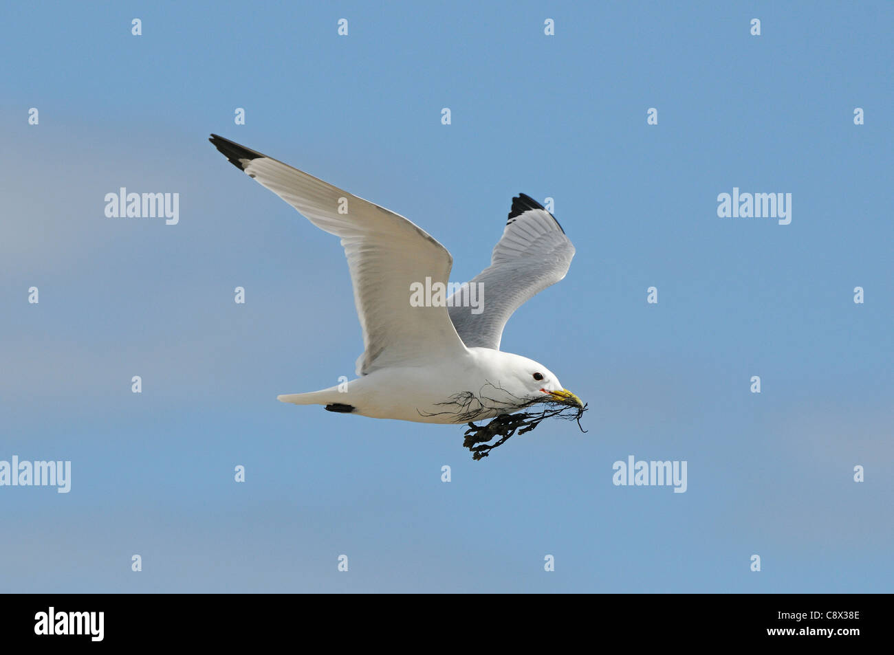 Dreizehenmöwe (Rissa Tridactyla) Erwachsene im Flug mit Nistmaterial Seetang, Varanger, Norwegen Stockfoto