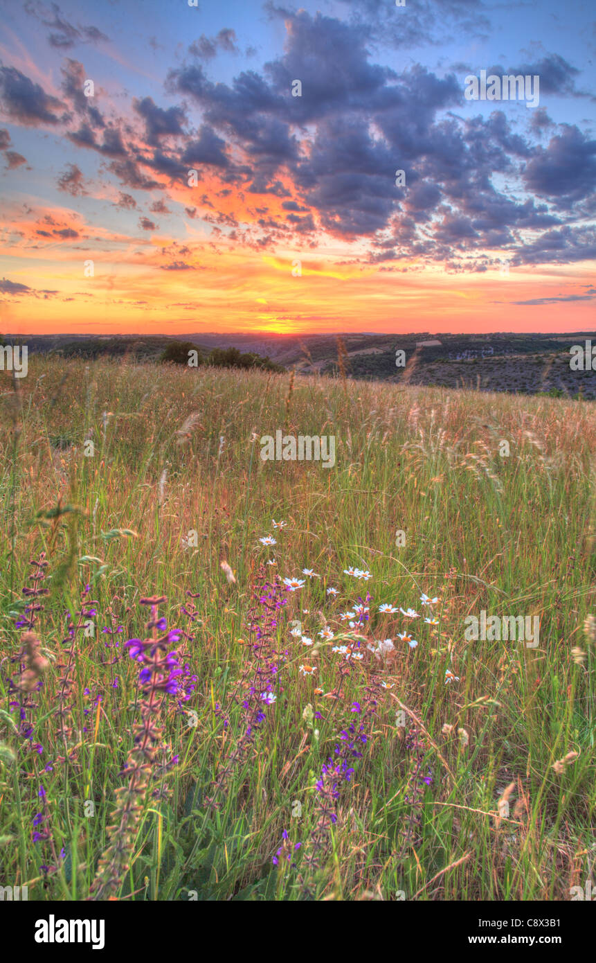 Heu Wiese bei Sonnenuntergang, mit blühenden Wiese Salbei (Salvia Pratensis). Auf dem Causse de Gramat, viel Region, Frankreich. Mai. Stockfoto