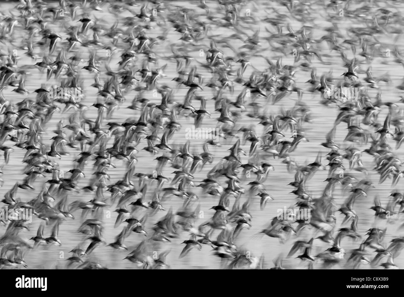 Eine gemischte Herde von Alpenstrandläufer & Knoten in der Luft von den Gezeiten roost Stockfoto