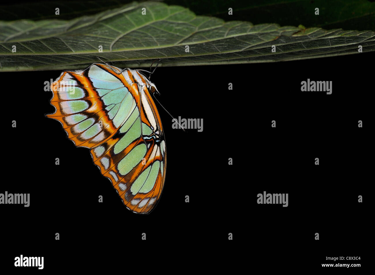Malachit Schmetterling (Siproeta Stelenes) Rast auf der Unterseite des Blattes, Yasuni-Nationalpark in Ecuador Stockfoto