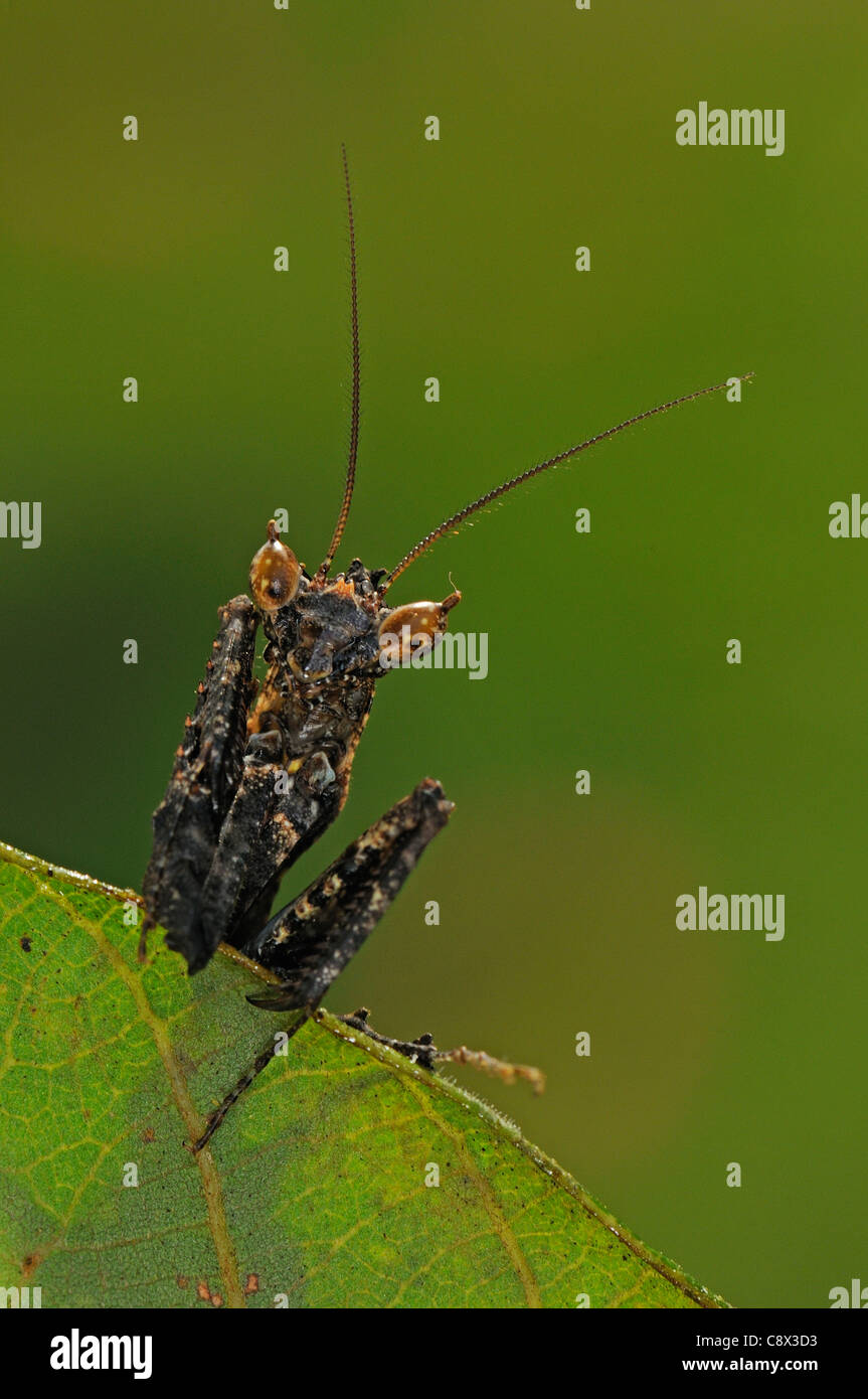 Leaf Mantis (Mantodea) Nahaufnahme des Kopfes, Yasuni-Nationalpark in Ecuador Stockfoto