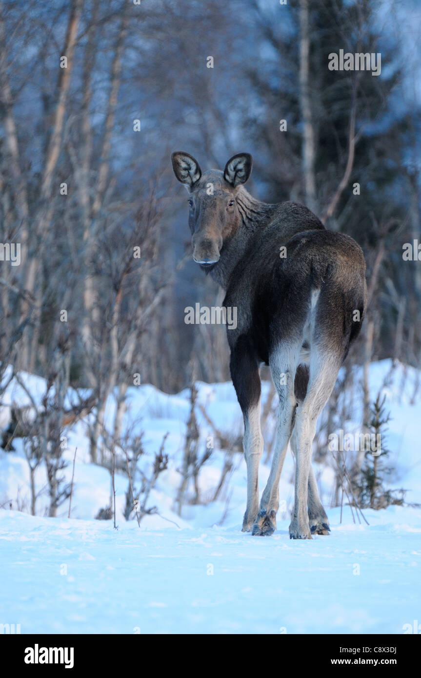 Europäischer Elch (Alces Alces) stehen am Rande des Waldes im Schnee, Norwegen Stockfoto
