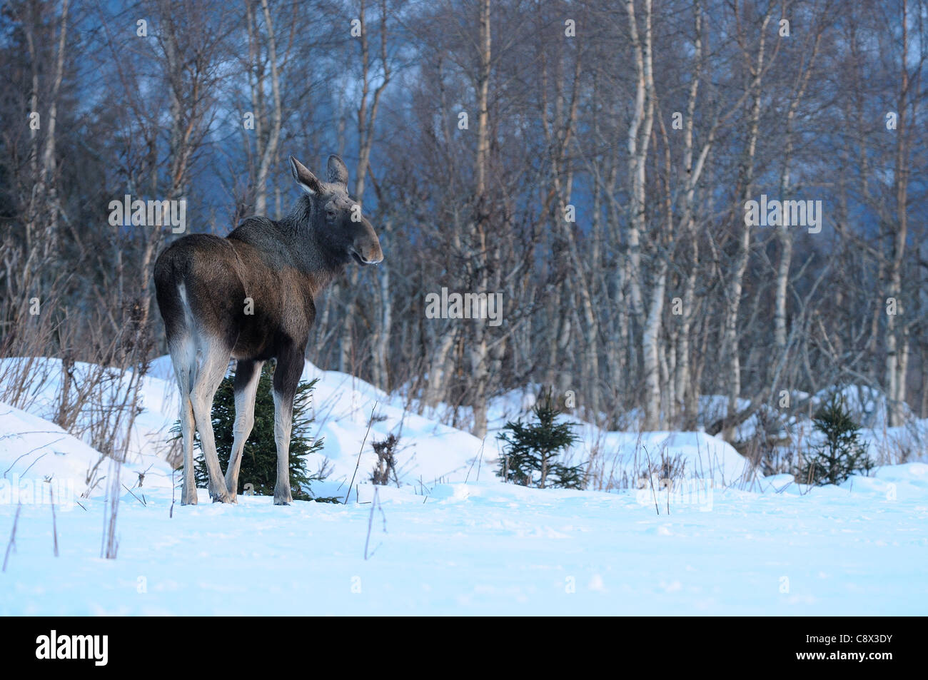 Europäischer Elch (Alces Alces) stehen am Rande des Waldes im Schnee, Norwegen Stockfoto