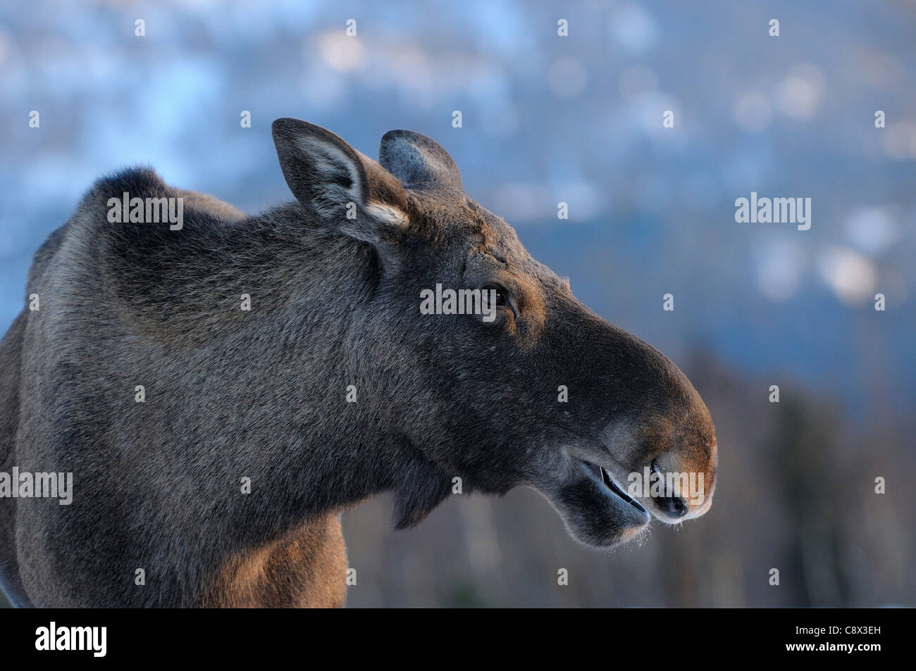 Europäischer Elch (Alces Alces) Nahaufnahme des Kopfes, Norwegen Stockfoto