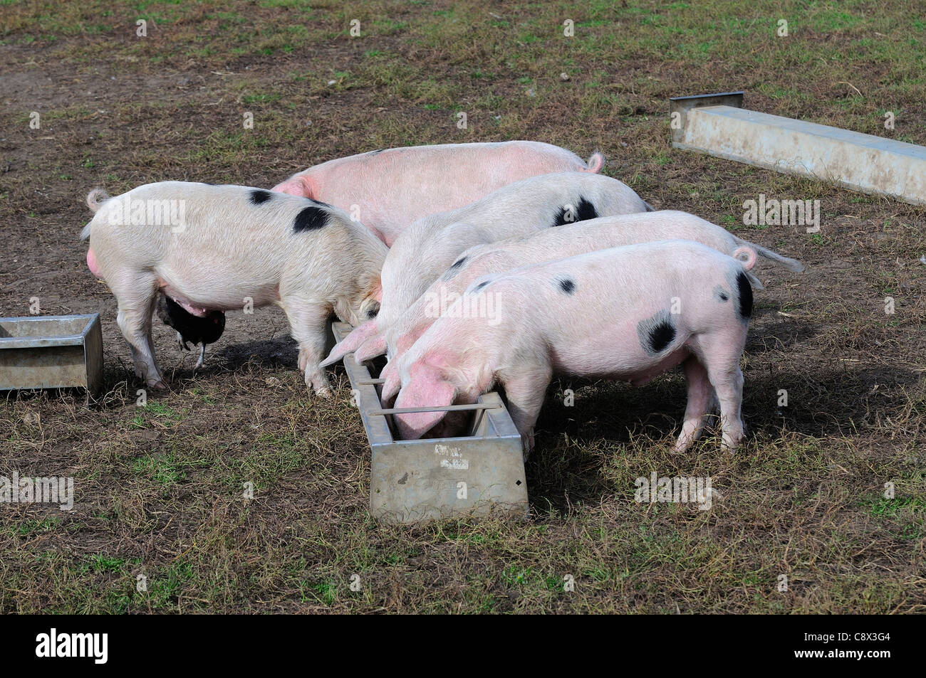 Gloucestershire alten Spot Hausschwein, Fütterung aus Trog, Oxfordshire, Vereinigtes Königreich Stockfoto