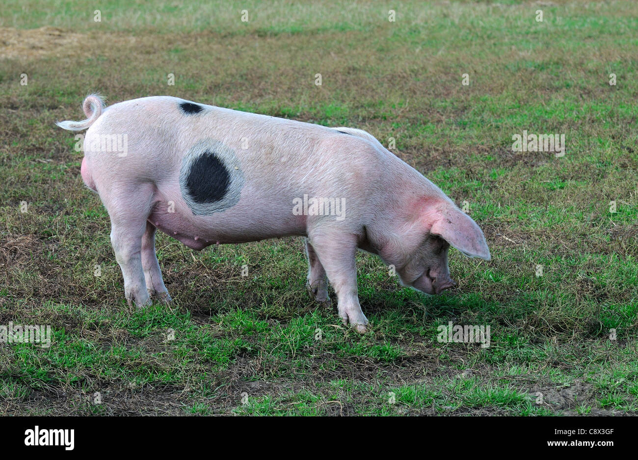 Alte Stelle Hausschwein Gloucestershire, Oxfordshire, Vereinigtes Königreich Stockfoto