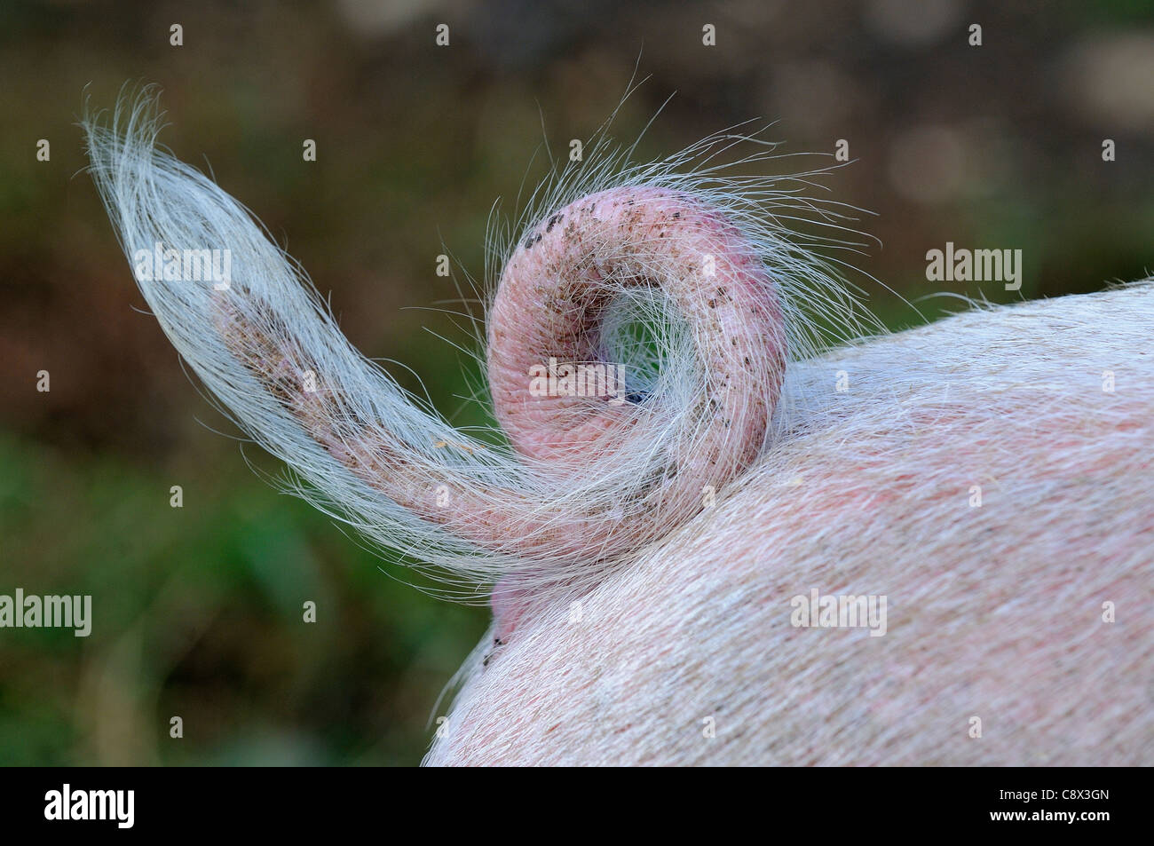 Gloucestershire alten Spot Hausschwein, close-up der Ringelschwanz, Oxfordshire, Vereinigtes Königreich Stockfoto