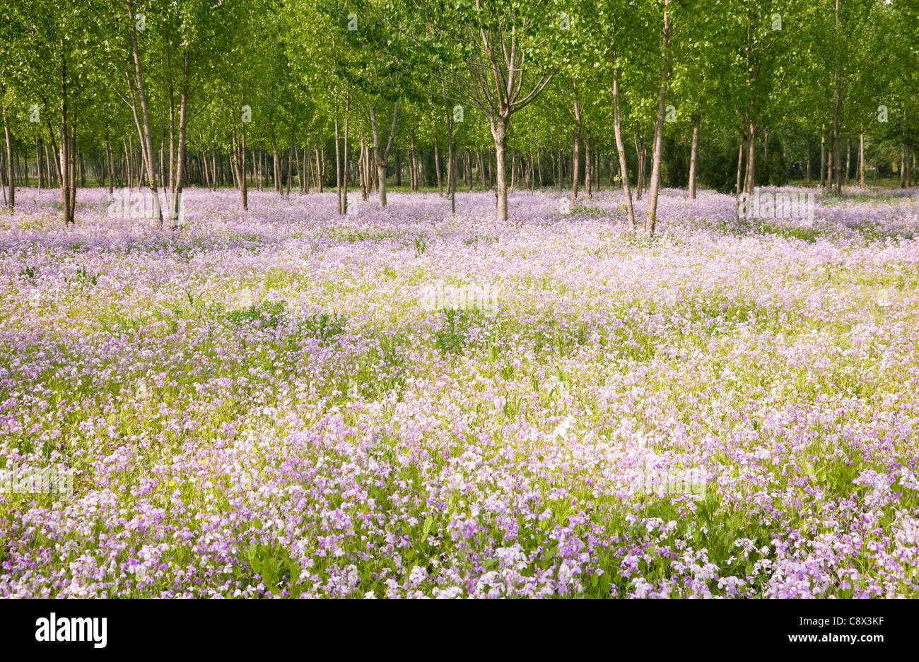 Rosa Wildblumen Teppich im Sommer Wald Stockfoto