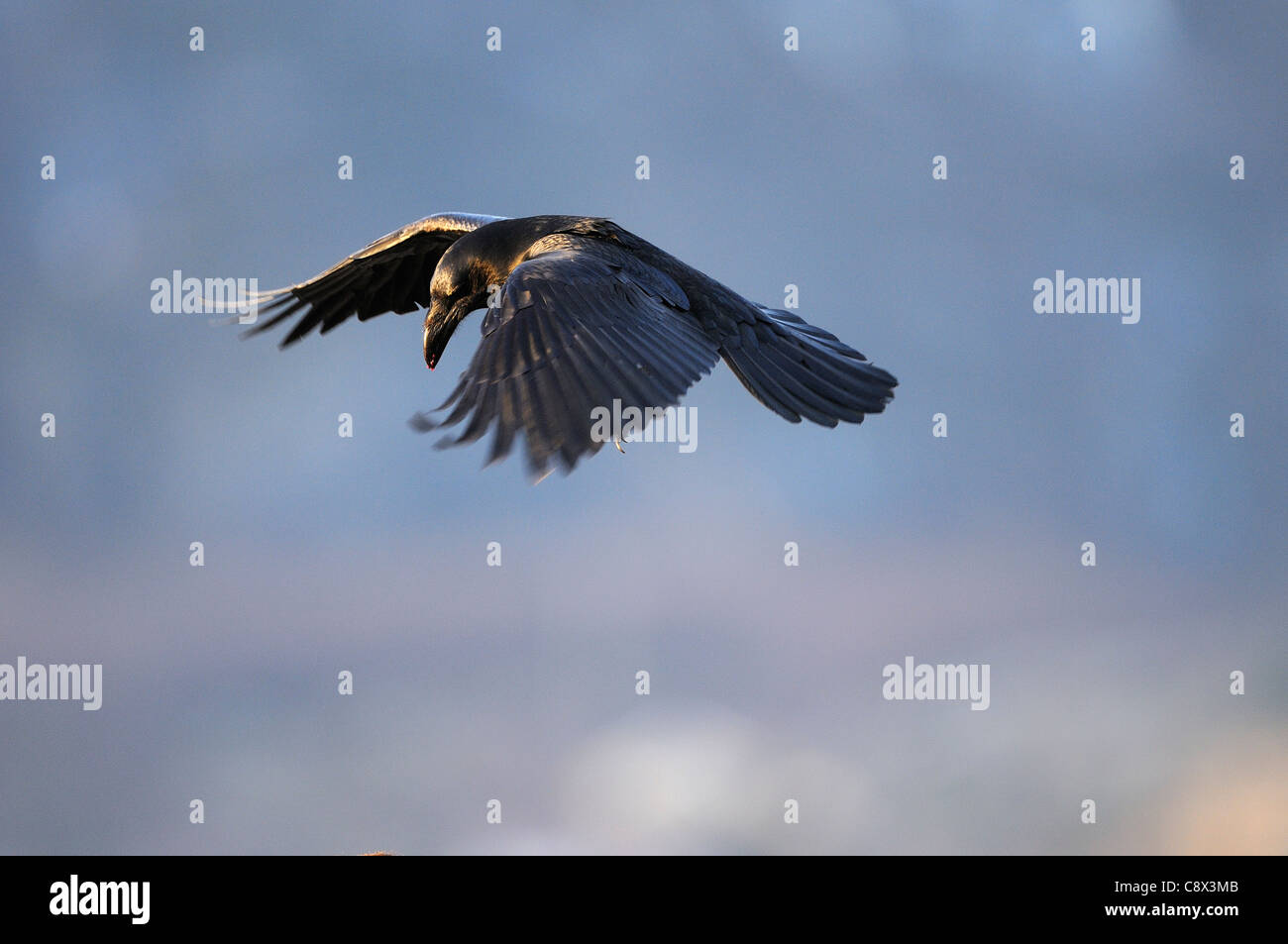 Raven (Corvus Corax) im Flug, Norwegen Stockfoto
