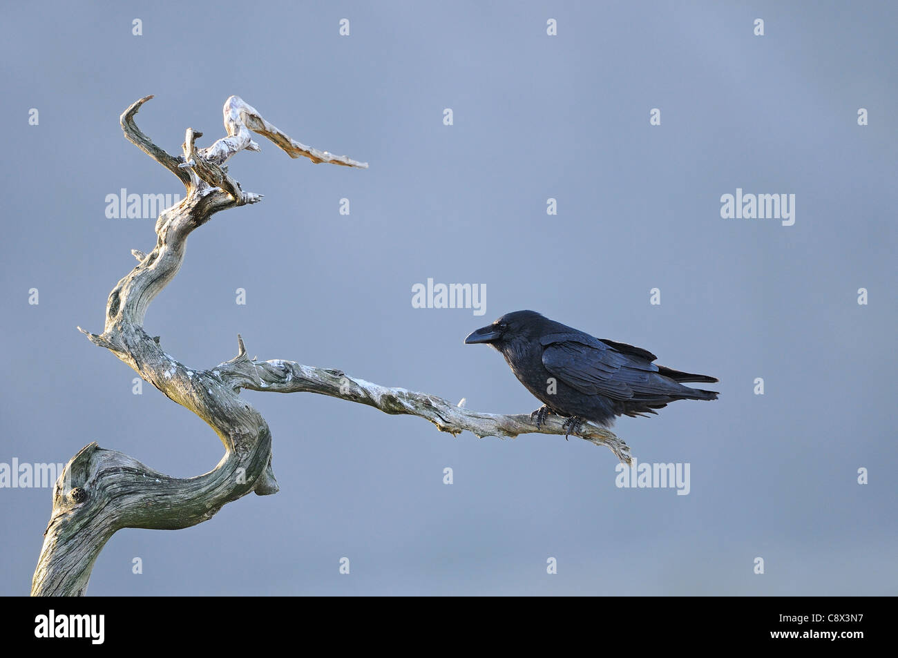 Raven (Corvus Corax) thront auf toter Baum, Norwegen Stockfoto
