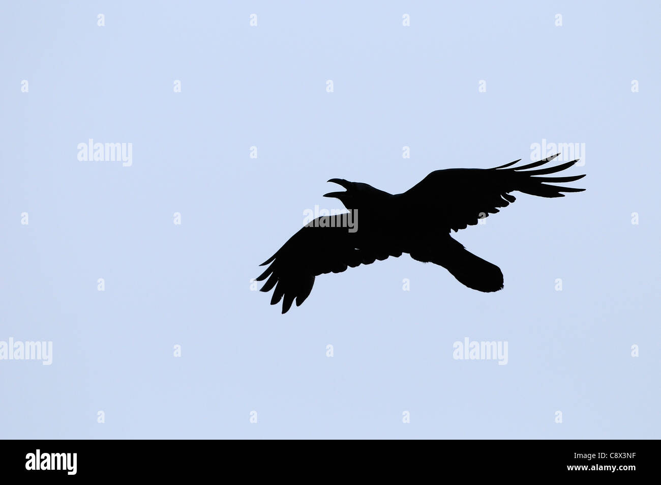 Raven Sie (Corvus Corax) Silhouette des Erwachsenen rufen während des Fluges, Varanger, Norwegen Stockfoto