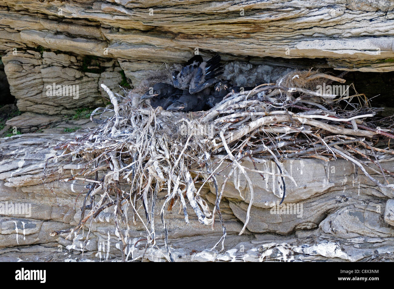 Raven (Corvus Corax) Nest in den Felsen mit großen Küken, Varanger, Norwegen Stockfoto