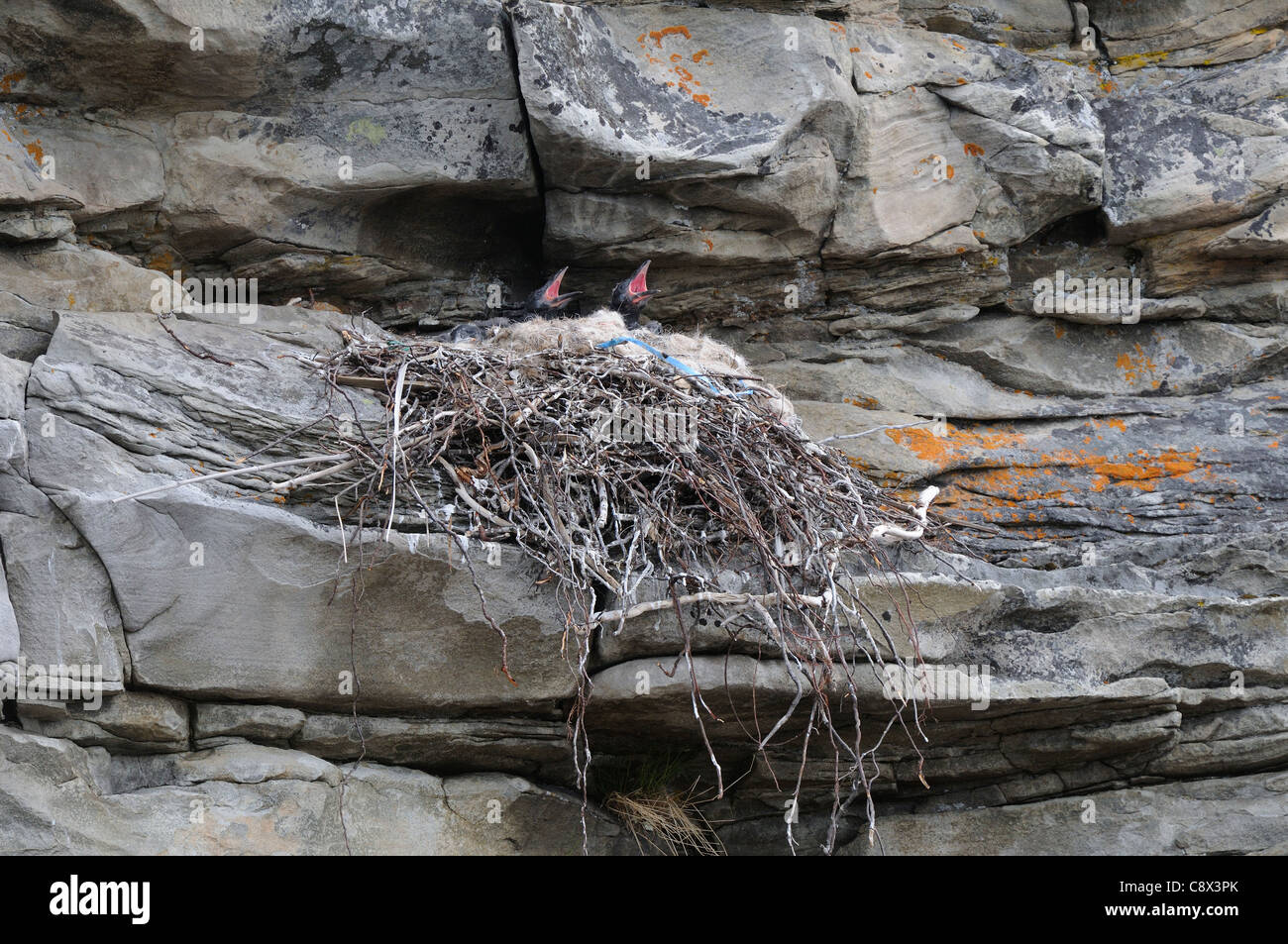 Raven (Corvus Corax) Nest in Felswand mit Küken mit der Aufforderung, Varanger, Norwegen Stockfoto