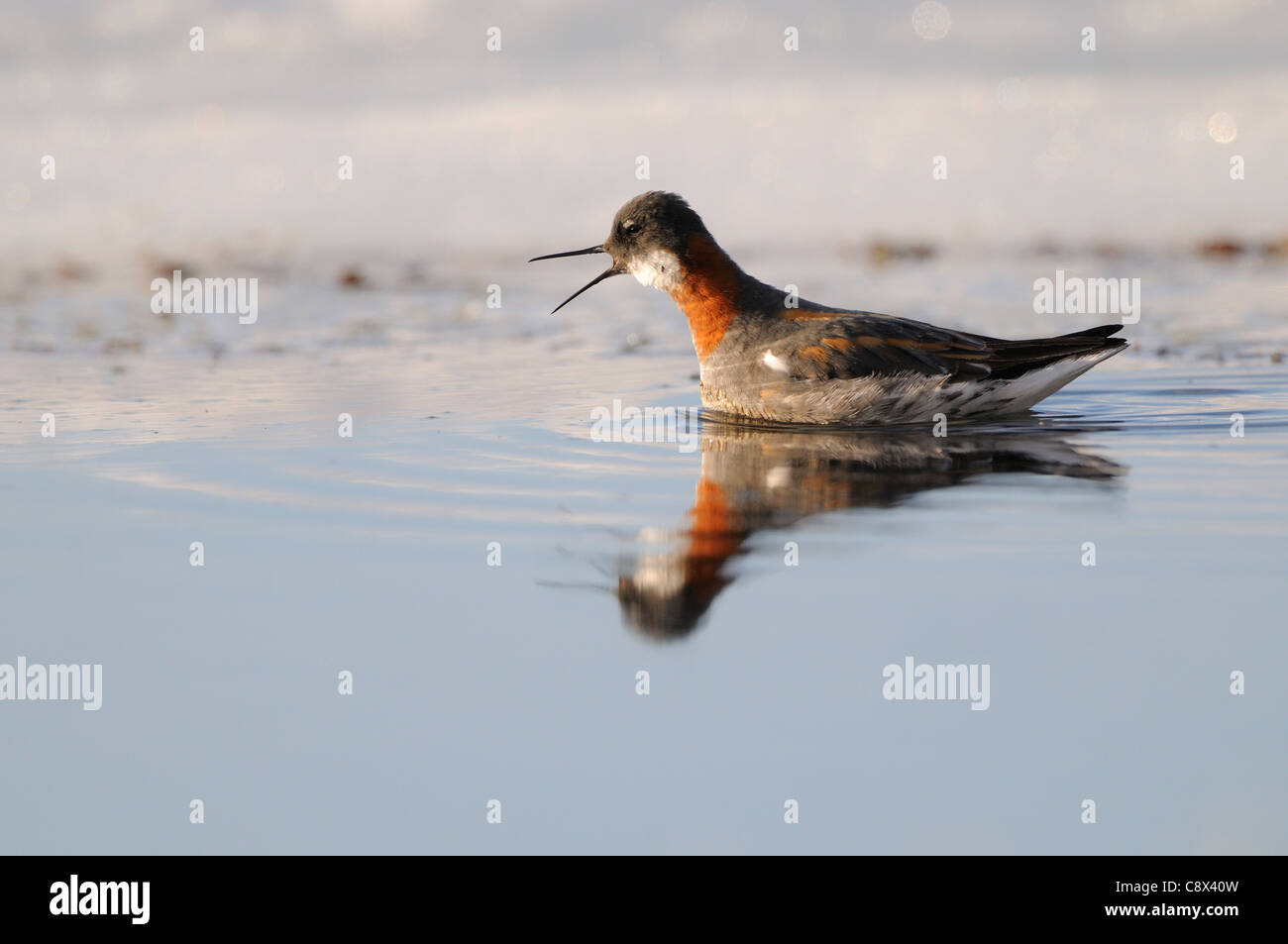 Red-necked Phalarope (Phalaropus Lobatus) Schwimmen im arktischen See, mit der Aufforderung, Varanger, Norwegen Stockfoto